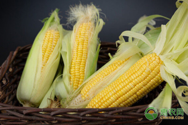 京科938玉米品种介绍和种植要点