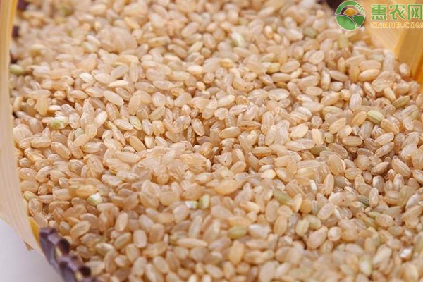 黄粒米是什么米？能吃吗？