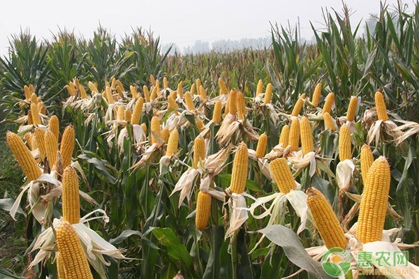 南方高产玉米品种有哪些？