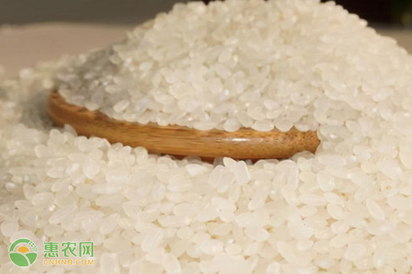 柬埔寨香米和泰国香米哪个好吃？我们现在吃的大米是杂交水稻吗？