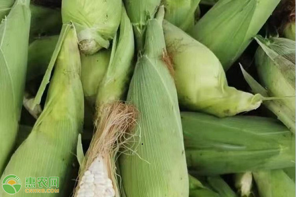 适合南方种植的玉米品种有哪些？