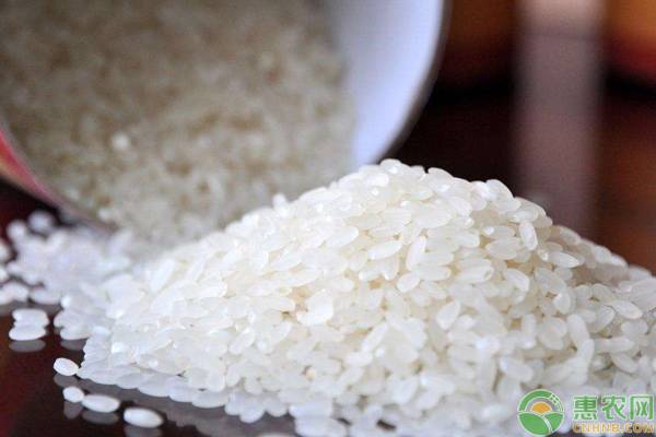 哪里的米最好吃最正宗？