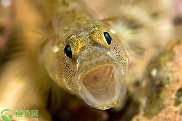 海鞭虾虎鱼产地在哪？常见的虾虎鱼品种有哪些？