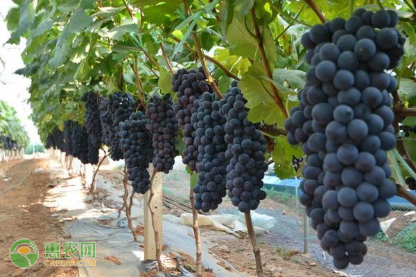 葡萄的生长环境和条件
