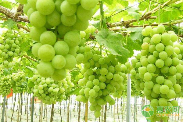无籽葡萄有哪些品种？
