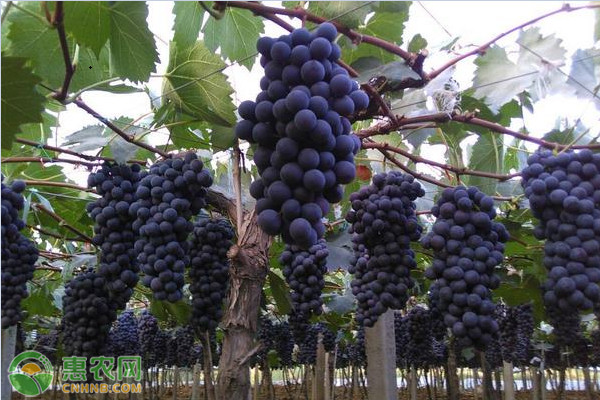 南方可以种什么品种的葡萄？