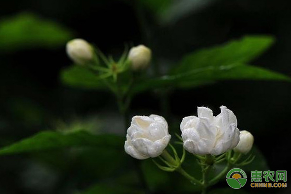 白色香水茉莉花的养殖方法有哪些？-图片版权归惠农网所有