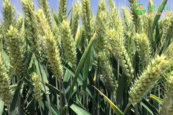 地租900元，种一季小麦和一季玉米，纯利润有多少？