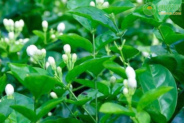 白色香水茉莉花的养殖方法有哪些？-图片版权归惠农网所有