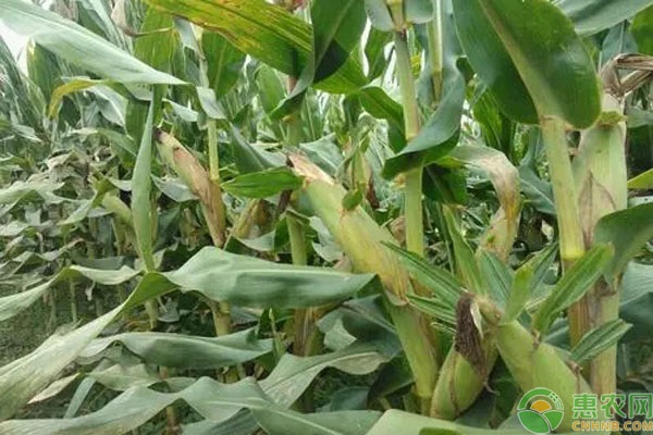 吉林省种什么玉米品种好？