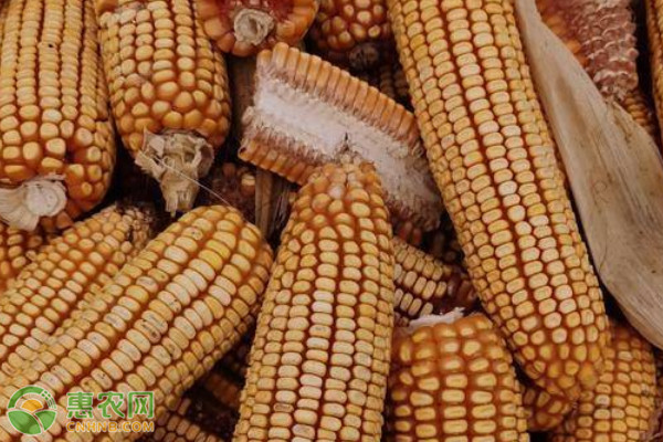 适合内蒙古地区种植的玉米品种有哪些？