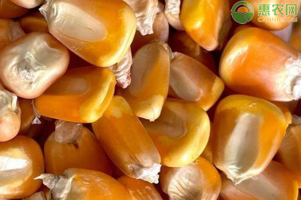 适合内蒙古地区种植的玉米品种有哪些？