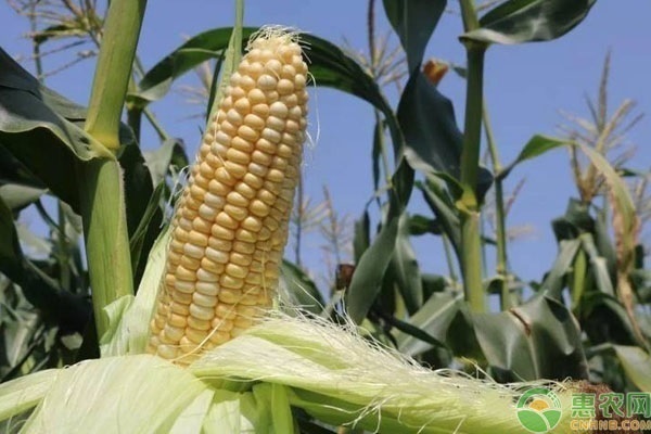 南方玉米和北方玉米的区别在哪？