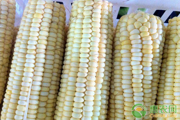 适合新疆种植的玉米品种有哪些？