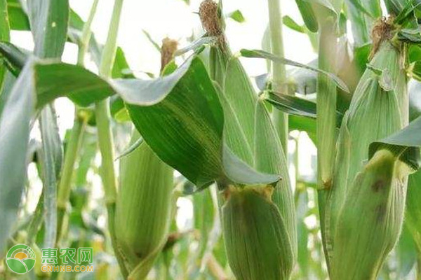 云南玉米种子什么品种好？
