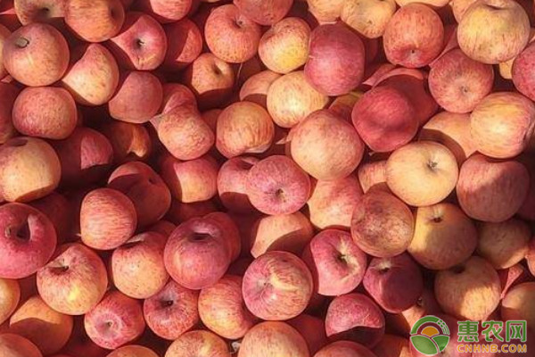 中熟苹果苗什么品种好？