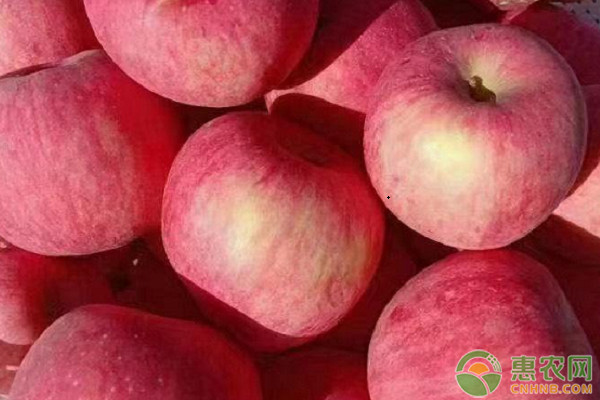 晚熟苹果苗什么品种好？