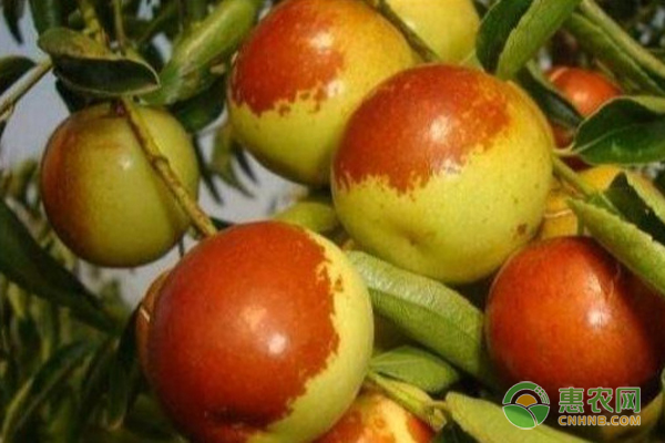 如何管理才能使冬棗高產(chǎn)？-圖片版權(quán)歸惠農(nóng)網(wǎng)所有