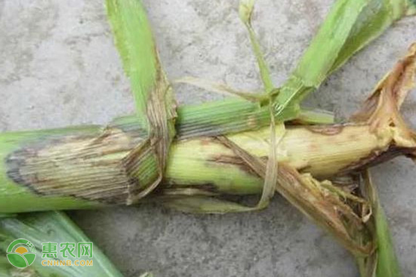玉米茎腐病经常出现，玉米茎腐病有哪些防治方法？