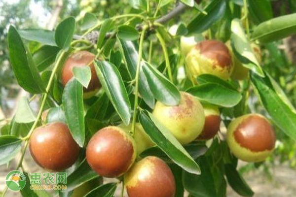 如何管理才能使冬棗高產(chǎn)？-圖片版權(quán)歸惠農(nóng)網(wǎng)所有