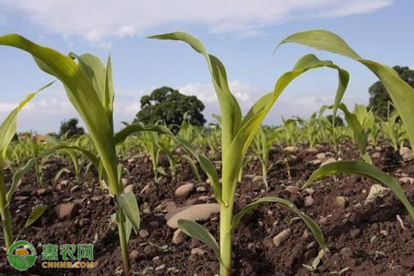 夏玉米播种时如何施种肥？