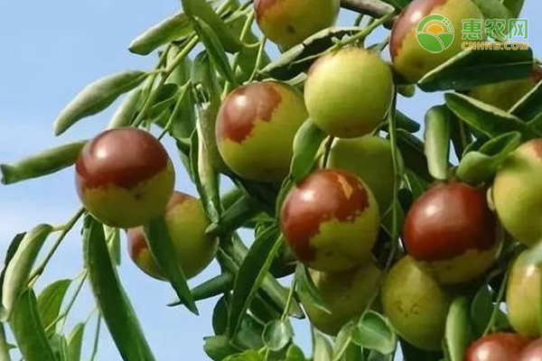 如何管理才能使冬棗高產(chǎn)？-圖片版權(quán)歸惠農(nóng)網(wǎng)所有