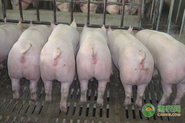 中国地方猪品种介绍