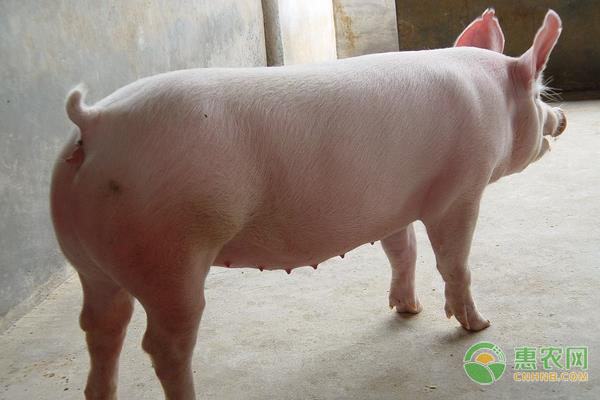 广西地方猪种有哪些？