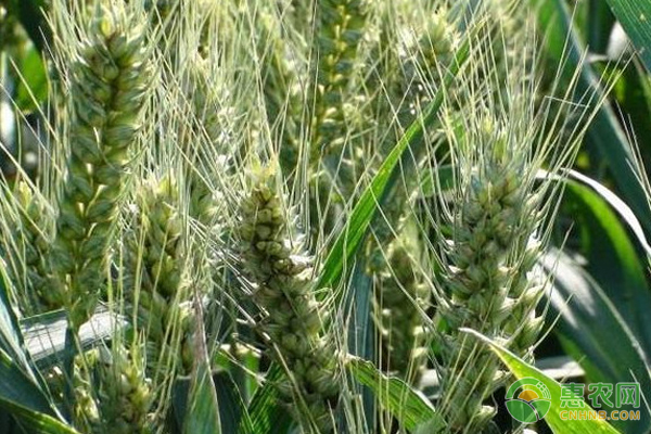 东北早熟高产小麦品种介绍