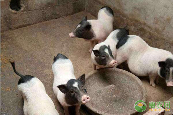 广西地方猪种有哪些？