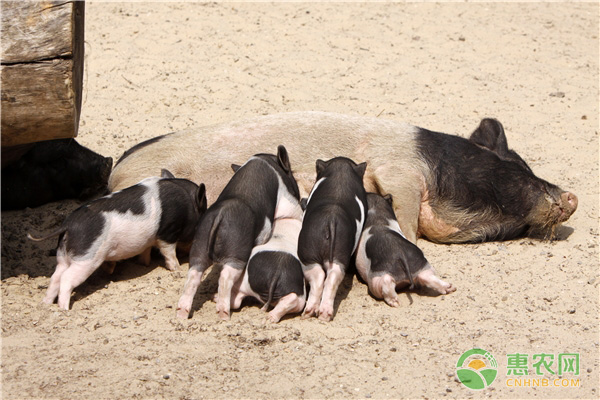 中国土猪有多少品种？