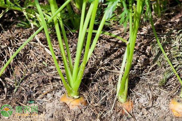 胡蘿卜該怎樣種植管理？-圖片版權(quán)歸惠農(nóng)網(wǎng)所有