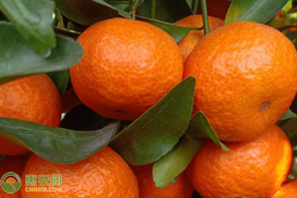 砂糖橘有哪些特点？怎么挑选好吃？