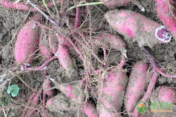 四川适合种植什么土豆品种？