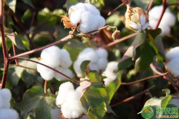 湖北可以种植的棉花品种有哪些？