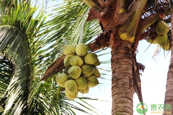 椰子是什么季节的水果？国内的产地有哪些？