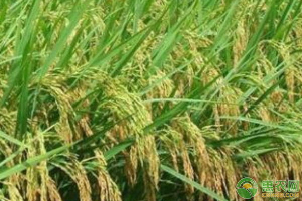 适合重庆地区种植的优质水稻品种有哪些？