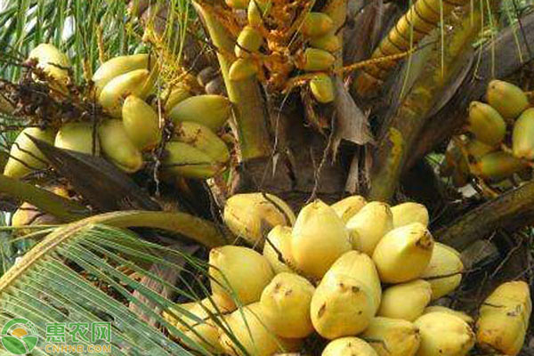 椰子是什么季节的水果？国内的产地有哪些？