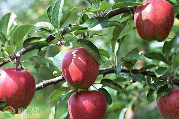 早熟红富士苹果有哪些品种？苹果产地主要在哪个省？