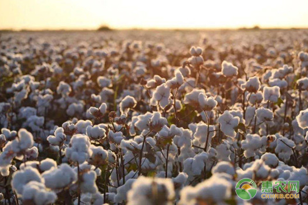 新疆棉花品种国欣1402怎么样？棉花适合在什么土壤中生长？