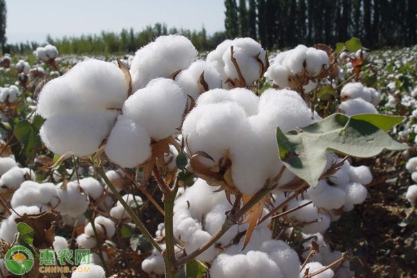 新疆长绒棉产地在哪？有哪些品种？