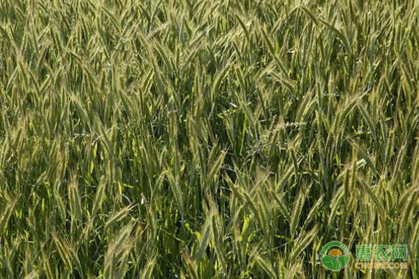 新疆春小麦高产品种
