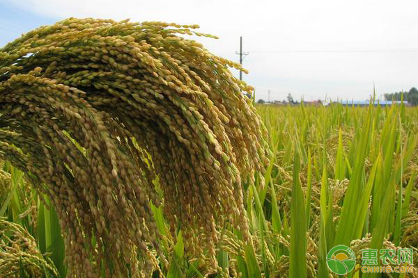 特香型水稻品种有哪些？