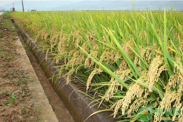 黑龙江水稻品种哪个好？