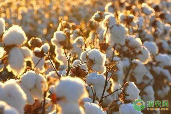 巴西海岛棉有什么特点？棉花有哪些用途？