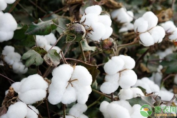 新疆长绒棉产地在哪？有哪些品种？