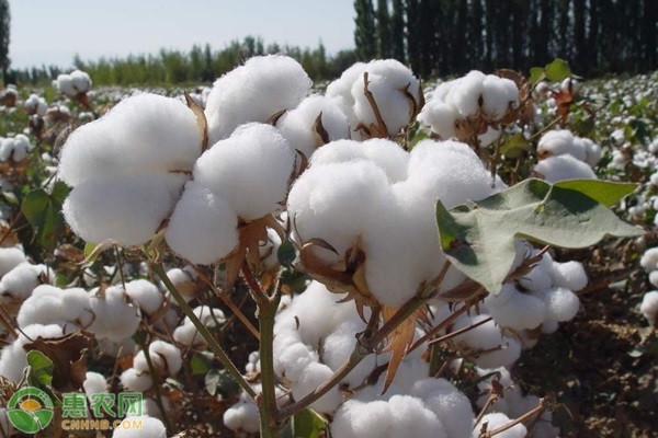 鲁棉品种有哪些？