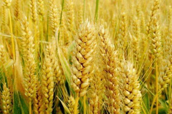 900公斤小麦品种有哪些？