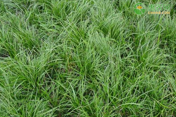麥冬的種植技術(shù)有哪些？-圖片版權(quán)歸惠農(nóng)網(wǎng)所有