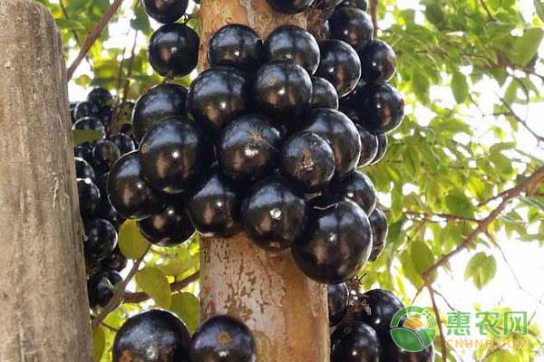 树葡萄是哪里的特产？几月份成熟上市？